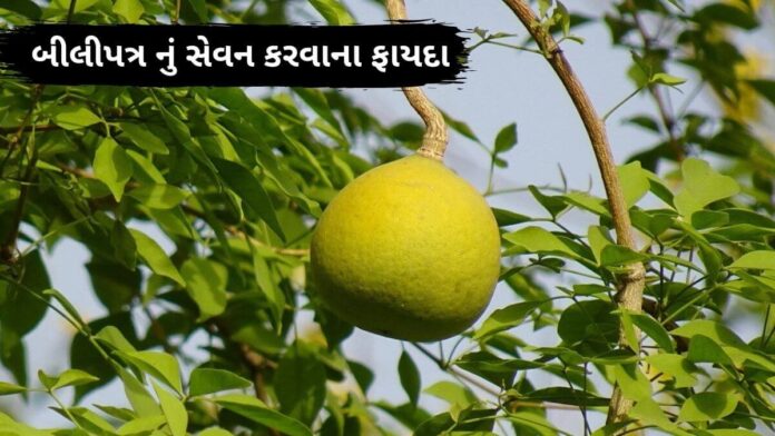 bel patra leaves benefits in Gujarati - બીલી ના ફાયદા - બીલીપત્ર ના ફાયદા - bel patra na faida - bilva patra leaves benefits in Gujarati