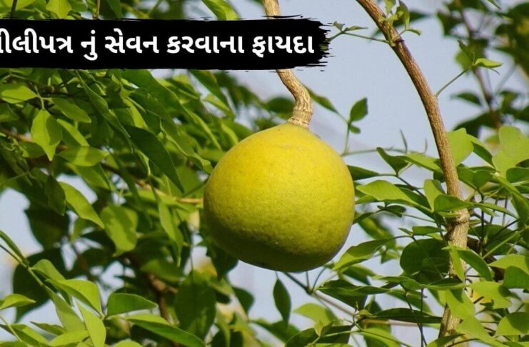 bel patra leaves benefits in Gujarati - બીલી ના ફાયદા - બીલીપત્ર ના ફાયદા - bel patra na faida - bilva patra leaves benefits in Gujarati