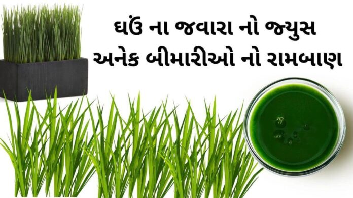 ghau na javara na juice na fayda in Gujarati - જવારા નો રસ પીવાના ફાયદા - ઘઉં ના જવારા નો જ્યુસ ના ફાયદા