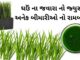 ઘઉં ના જવારા નો જ્યુસ અનેક બીમારીઓ નો રામબાણ – Ghau na javara juice ghau na javara na juice na fayda in Gujarati - જવારા નો રસ પીવાના ફાયદા - ઘઉં ના જવારા નો જ્યુસ ના ફાયદા