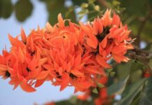 kesuda na phool na fayda in Gujarati - કેસુડા ના ફાયદા