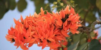 kesuda na phool na fayda in Gujarati - કેસુડા ના ફાયદા