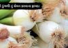 લીલી ડુંગળી નું સેવન કરવાના ફાયદા – Lili dungri na fayda lili dungri na fayda - લીલી ડુંગળી ના ફાયદા - spring onion health benefits