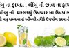 લીંબુ ના ફાયદા | લીંબુ ની છાલ ના ફાયદા | લીંબુ નો ઉપયોગ ઘરેલું ઉપચારમા લીંબુ ના ફાયદા - લીંબુ નો ઉપયોગ - લીંબુ ના ઘરેલું ઉપચાર - Limbu na fayda in Gujarati - Limbu na fayda - lemon health benefits in Gujarati