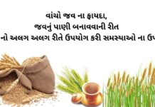 jav na fayda - barley health benefits in Gujarati - જવ ના ફાયદા - jav na fayda - જવ નું પી બનાવવાની રીત, - જવના પાણી ના ફાયદા