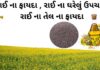 રાઈ ના ફાયદા - રાઈ ના ઘરેલું ઉપાય - રાઈનો ઉપયોગ - rai na fayda - mustard seed benefits in Gujarati - sarso tel na fayda - સરસવ તેલ ના ફાયદા