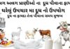 વિવધ પ્રાણીઓ ના દૂધ પીવાના ફાયદા | દૂધ નો ઘરેલું ઉપચાર મા ઉપયોગ દૂધ પીવાના ફાયદા -દૂધ ના ફાયદા - Dudh na fayda - milk benefits in Gujarati - ગાય ના દૂધ ના ફાયદા - રાત્રે દૂધ પીવાના ફાયદા