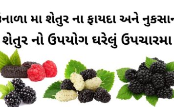 શેતુર ના ફાયદા અને નુકસાન - શેતુર નો ઉપયોગ ઘરેલું ઉપચારમા - shetur na fayda - mulberry benefits in Gujarati