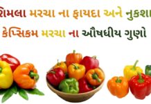 કેપ્સિકમ ના ફાયદા - કેપ્સિકમ મરચા ના ફાયદા - shimla marcha na fayda in Gujarati - bell pepper benefits in Gujarati