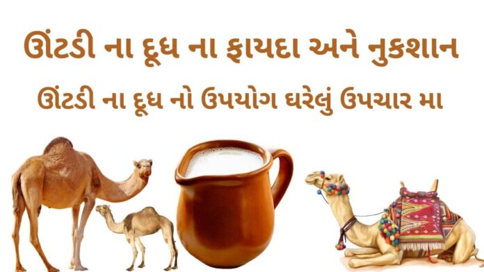 ઊંટડીના દૂધ ના ફાયદા અને નુકશાન - ઊંટ ના દૂધ નો ઉપયોગ ઘરેલું ઉપચાર મા -ઊંટડી નું દૂધ - camel milk benefits in Gujarati