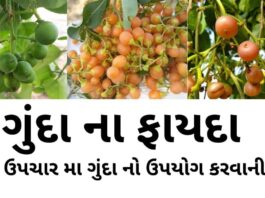 ગુંદા ના ફાયદા - ગુંદા નો ઉપયોગ ઘરેલું ઉપચાર મા કરવાની રીત - gunda na fayda in Gujarati