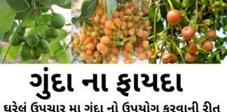 ગુંદા ના ફાયદા અને ઘરેલું ઉપચાર મા ઉપયોગ કરવાની રીત | Gunda na fayda ગુંદા ના ફાયદા - ગુંદા નો ઉપયોગ ઘરેલું ઉપચાર મા કરવાની રીત - gunda na fayda in Gujarati