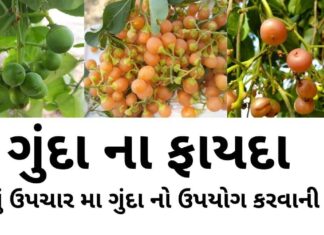 ગુંદા ના ફાયદા - ગુંદા નો ઉપયોગ ઘરેલું ઉપચાર મા કરવાની રીત - gunda na fayda in Gujarati