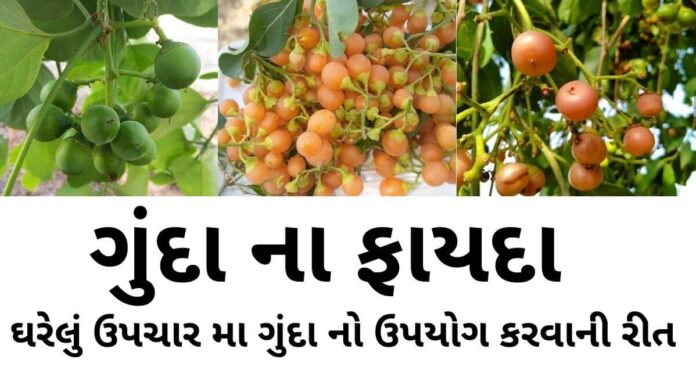 ગુંદા ના ફાયદા - ગુંદા નો ઉપયોગ ઘરેલું ઉપચાર મા કરવાની રીત - gunda na fayda in Gujarati