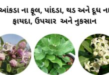 આંકડા ના પાન નો ઉપયોગ - આંકડા ના પાન ફાયદા - આંકડા ના ફૂલ નો ઉપયોગ - aakda na fayda - aakda na pan na fayda in Gujarati