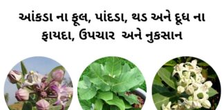 આંકડા ના પાન નો ઉપયોગ - આંકડા ના પાન ફાયદા - આંકડા ના ફૂલ નો ઉપયોગ - aakda na fayda - aakda na pan na fayda in Gujarati