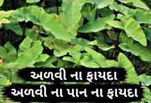 અળવી ના ફાયદા - અળવી ના પાન ના ફાયદા - advi na pan na fayda - taro leaves benefits in gujarati