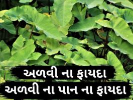 અળવી ના ફાયદા - અળવી ના પાન ના ફાયદા - advi na pan na fayda - taro leaves benefits in gujarati