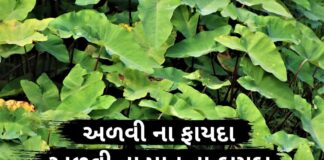અળવી ના ફાયદા - અળવી ના પાન ના ફાયદા - advi na pan na fayda - taro leaves benefits in gujarati