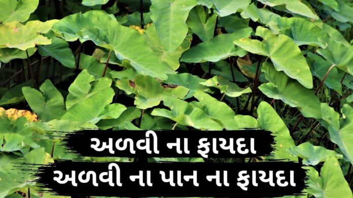 અળવી ના ફાયદા - અળવી ના પાન ના ફાયદા - advi na pan na fayda - taro leaves benefits in gujarati