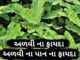 અળવી ના ફાયદા - અળવી ના પાન ના ફાયદા - advi na pan na fayda - taro leaves benefits in gujarati