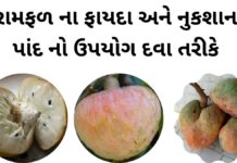 રામફળ ના ફાયદા નુકશાન અને તેના પાંદ નો ઉપયોગ દવા તરીકે | Ramfal na fayda રામફળ ના ફાયદા - રામફળ ના નુકશાન - ramfal na fayda in Gujarati