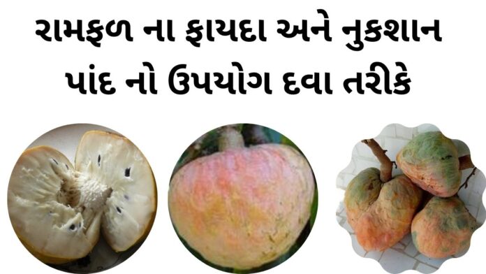 રામફળ ના ફાયદા - રામફળ ના નુકશાન - ramfal na fayda in Gujarati