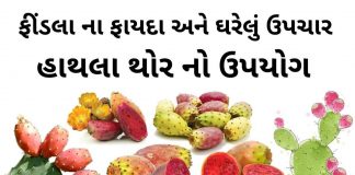 ફીંડલા ના ફાયદા - હાથલા થોર નો ઉપયોગ - હાથલા થોર ના ઘરેલું ઉપચાર - હાથલા નો રસ ઘરેલું ઉપચારમા - findla na fayda - Findla juice benefits - Prickly Pear benefits in Gujarati - Hathla Thor juice benefits - Hathla Thor in gujarati - હાથલા નો રસ