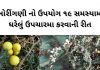 ભોરીંગણી - ભોરીંગણી ના ફાયદા - ભોયરીંગણી ના ફાયદા - Bhoringani na fayda - Thorny nightshade benefits in Gujarati - ભોરીંગણી નો ઉપયોગ - ભોયરીંગણી નો ઉપયોગ