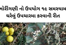 ભોરીંગણી - ભોરીંગણી ના ફાયદા - ભોયરીંગણી ના ફાયદા - Bhoringani na fayda - Thorny nightshade benefits in Gujarati - ભોરીંગણી નો ઉપયોગ - ભોયરીંગણી નો ઉપયોગ
