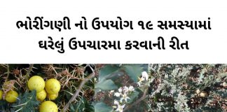 ભોરીંગણી - ભોરીંગણી ના ફાયદા - ભોયરીંગણી ના ફાયદા - Bhoringani na fayda - Thorny nightshade benefits in Gujarati - ભોરીંગણી નો ઉપયોગ - ભોયરીંગણી નો ઉપયોગ