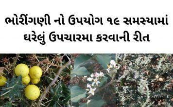 ભોરીંગણી - ભોરીંગણી ના ફાયદા - ભોયરીંગણી ના ફાયદા - Bhoringani na fayda - Thorny nightshade benefits in Gujarati - ભોરીંગણી નો ઉપયોગ - ભોયરીંગણી નો ઉપયોગ