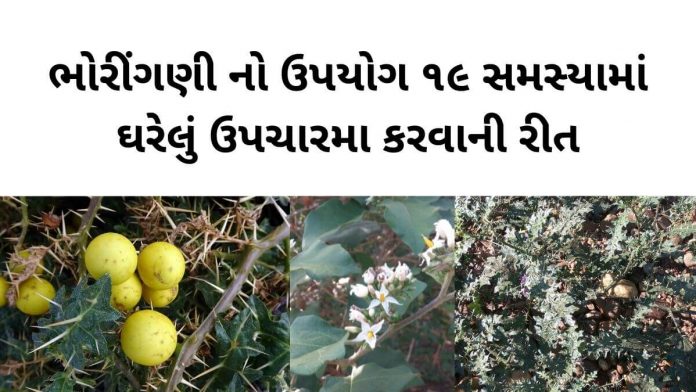 ભોરીંગણી - ભોરીંગણી ના ફાયદા - ભોયરીંગણી ના ફાયદા - Bhoringani na fayda - Thorny nightshade benefits in Gujarati - ભોરીંગણી નો ઉપયોગ - ભોયરીંગણી નો ઉપયોગ