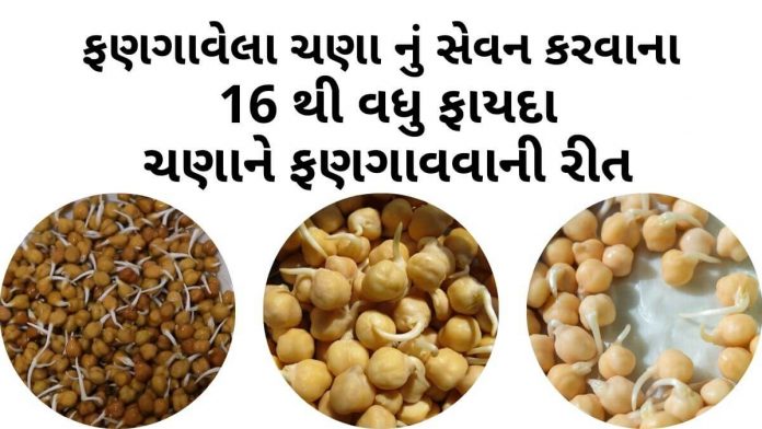 ફણગાવેલા ચણા ના ફાયદા - ફણગાવેલા ચણા બનાવવાની રીત - Fangavela chana na fayda