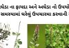 અઘેડા ના ફાયદા - અઘેડા નો ઉપયોગ ઘરેલું ઉપચારમા - agheda na fayda – aghedo - apamarga plant benefits in gujarati
