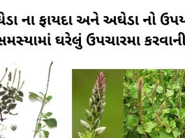 અઘેડા ના ફાયદા - અઘેડા નો ઉપયોગ ઘરેલું ઉપચારમા - agheda na fayda – aghedo - apamarga plant benefits in gujarati