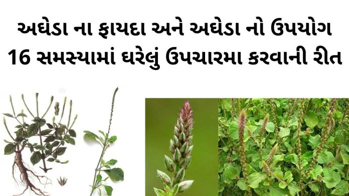 અઘેડા ના ફાયદા - અઘેડા નો ઉપયોગ ઘરેલું ઉપચારમા - agheda na fayda – aghedo - apamarga plant benefits in gujarati