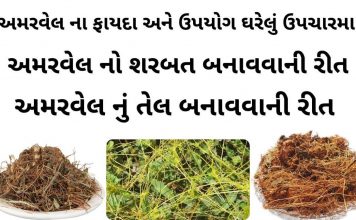 અમરવેલ ના ફાયદા | અમરવેલ નો ઉપયોગ ઉપચારમા | amar vel na fayda અમરવેલ ના ફાયદા - અમરવેલ નો ઉપયોગ - અમરવેલ નો શરબત બનાવવાની રીત - અમરવેલ નું તેલ બનાવવાની રીત - amar vel na faida - amar vel na fayda in Gujarati - amarvel no upyog