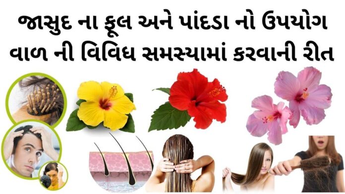 જાસુદ ના ફૂલ ના ફાયદા વાળ માટે - જાસુદ ના ફૂલ અને પાંદડા નો ઉપયોગ – જાસુદ ના ફૂલ નો ઉપયોગ - jasud na phool na fayda