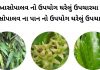 આસોપાલવ ની માહિતી - આસોપાલવ ના પાન નો ઉપયોગ - આસોપાલવ ના ફાયદા - આસોપાલવ નો ઉપયોગ ઘરેલું ઉપચારમા - asopalav na fayda in gujarati - ashoka tree benefits in gujarati