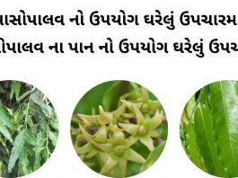 આસોપાલવ ની માહિતી - આસોપાલવ ના પાન નો ઉપયોગ - આસોપાલવ ના ફાયદા - આસોપાલવ નો ઉપયોગ ઘરેલું ઉપચારમા - asopalav na fayda in gujarati - ashoka tree benefits in gujarati