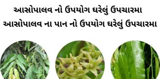 આસોપાલવ ની માહિતી - આસોપાલવ ના પાન નો ઉપયોગ - આસોપાલવ ના ફાયદા - આસોપાલવ નો ઉપયોગ ઘરેલું ઉપચારમા - asopalav na fayda in gujarati - ashoka tree benefits in gujarati