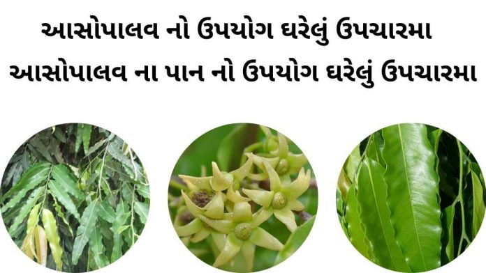 આસોપાલવ ની માહિતી - આસોપાલવ ના પાન નો ઉપયોગ - આસોપાલવ ના ફાયદા - આસોપાલવ નો ઉપયોગ ઘરેલું ઉપચારમા - asopalav na fayda in gujarati - ashoka tree benefits in gujarati