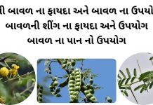 દેશી બાવળ ના ફાયદા - બાવળ ના ફાયદા - બાવળ ના ઉપયોગો - બાવળની શીંગ નો ઉપયોગ - બાવળ ના પાન વિશે માહિતી
