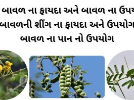 દેશી બાવળ ના ફાયદા - બાવળ ના ફાયદા - બાવળ ના ઉપયોગો - બાવળની શીંગ નો ઉપયોગ - બાવળ ના પાન વિશે માહિતી