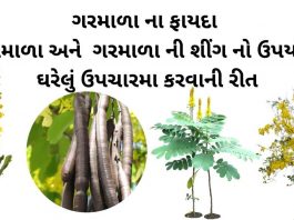 ગરમાળા ના ફાયદા - ગરમાળા ની શીંગ નો ઉપયોગ - ગરમાળા નો ઉપયોગ - ગરમાળા ની સિંગ - garmala ni sing uses in gujarati - amaltas benefits in gujarati - garmala na fayda