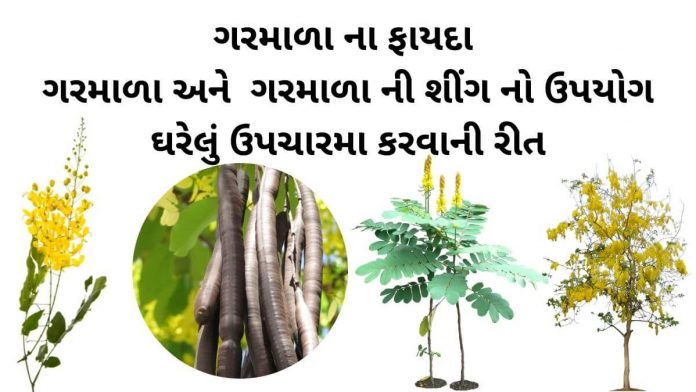 ગરમાળા ના ફાયદા - ગરમાળા ની શીંગ નો ઉપયોગ - ગરમાળા નો ઉપયોગ - ગરમાળા ની સિંગ - garmala ni sing uses in gujarati - amaltas benefits in gujarati - garmala na fayda