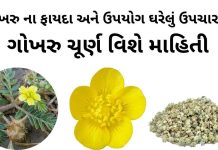 ગોખરુ ના ફાયદા - ગોખરુ નો ઉપયોગ - gokhru na fayda - bindii benefits in gujarati