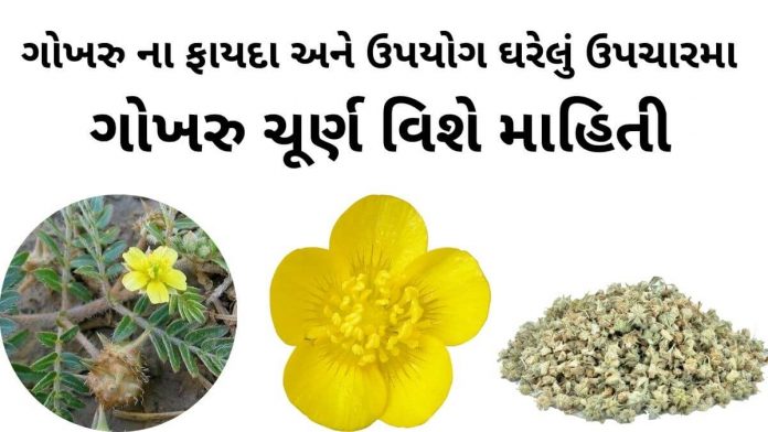 ગોખરુ ના ફાયદા - ગોખરુ નો ઉપયોગ - gokhru na fayda - bindii benefits in gujarati