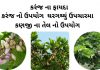 કરંજ ના ફાયદા | કરંજ નો ઉપયોગ | કરંજ તેલ ના ફાયદા | karanj na fayda કરંજ ના ફાયદા - કરંજ નો ઉપયોગ - કરંજ તેલ ના ફાયદા - કણજીનું તેલ નો ઉપયોગ - karanj na fayda - Karanj Tree details in gujarati